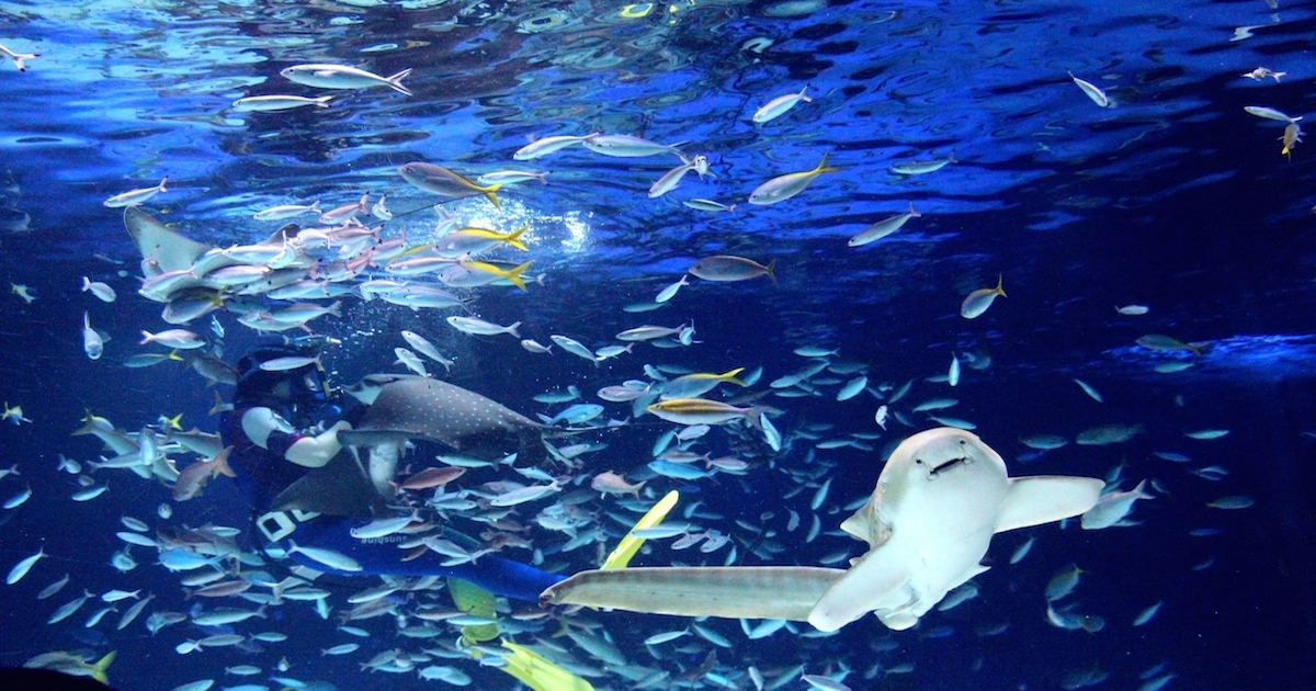 サンシャイン水族館