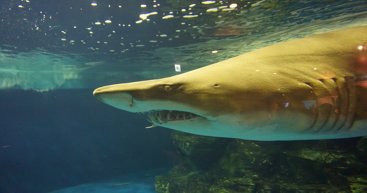 しながわ水族館